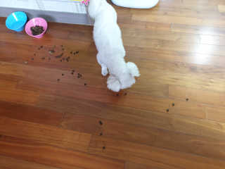 펫토리아 한끼뚝딱 클래식 국산 건식사료 — 5점을 준 리뷰어가 2019년 7월 올린 사용 사진