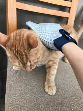 Four paws 리뉴얼 포포즈 매직코트 털 제거 브러쉬 — 4점을 준 리뷰어가 2018년 8월 올린 사용 사진