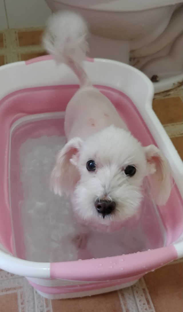 [펫토리아]강아지.고양이 접이식욕조 리뷰 사진