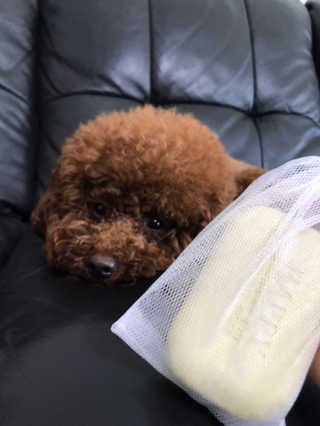 댕댕언니님이 올린 리뷰 사진 2