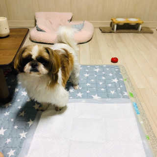 페츠모아 냄새잡는 요술배변패드 — 2점을 준 리뷰어가 2020년 2월 올린 사용 사진