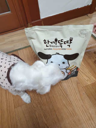 [펫토리아] 맛도 영양도 BEST 한끼뚝딱 강아지 사료 — 5점을 준 리뷰어가 2019년 4월 올린 사용 사진