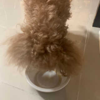 [펫토리아]배피 고양이,빌리강아지 대용량주식캔 — 4.5점을 준 리뷰어가 2019년 7월 올린 사용 사진