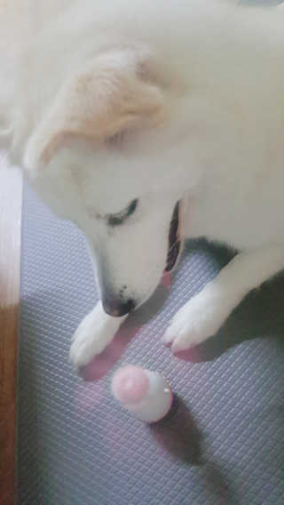 딸랑구둘🥰님이 올린 리뷰 사진 1