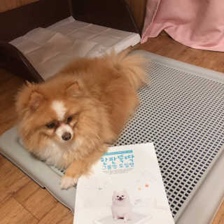 [펫토리아] 한판뚝딱 강아지 배변판 실속형,초대형 — 5점을 준 리뷰어가 2019년 5월 올린 사용 사진