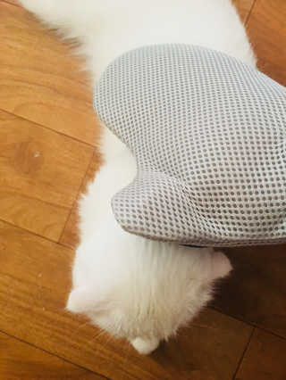 화이집사님이 올린 리뷰 사진 1