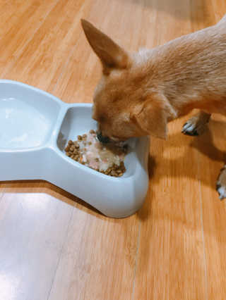 [펫토리아] 토로토로 하치  강아지 파우치간식 — 4점을 준 리뷰어가 2019년 6월 올린 사용 사진