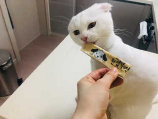 [펫토리아]짜먹는 한입뚝딱 강아지.고양이 마약간식 — 5점을 준 리뷰어가 2019년 7월 올린 사용 사진