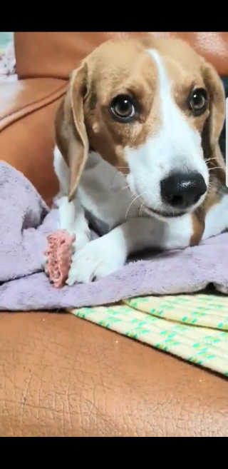 beaglelove님이 올린 리뷰 사진 3
