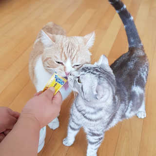 펫토리아 짜먹는 토로토로 고양이 파우치 간식 — 5점을 준 리뷰어가 2019년 6월 올린 사용 사진