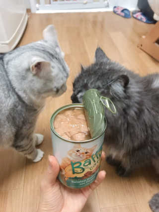 [펫토리아]배피 고양이,빌리강아지 대용량주식캔 — 4점을 준 리뷰어가 2019년 7월 올린 사용 사진
