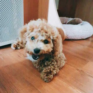 포이로이님이 올린 리뷰 사진 2