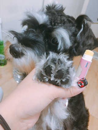 더블리스풀독 샤이니 포우 버터 0.15oz [천연 발바닥 보호제] — 3.5점을 준 리뷰어가 2018년 7월 올린 사용 사진