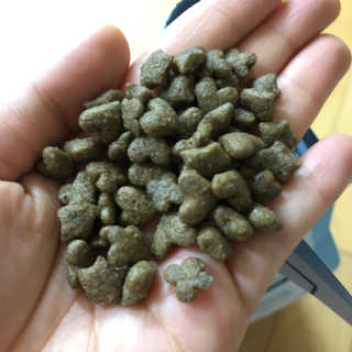 그린펫푸드 인섹트캣 글루텐프리（1.2KG） — 4.5점을 준 리뷰어가 2019년 7월 올린 사용 사진