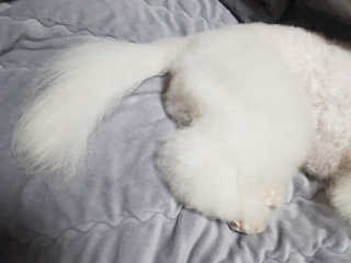 삼숑이맘님이 올린 리뷰 사진 3