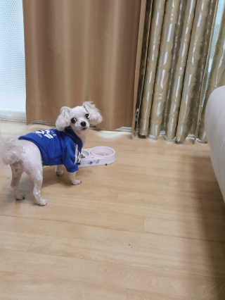 [펫토리아] 퍼스트메이트 강아지 사료 — 4점을 준 리뷰어가 2019년 3월 올린 사용 사진