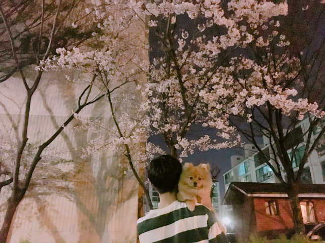 (unisex) 데일리 오버핏 단가라 7부티 리뷰 사진