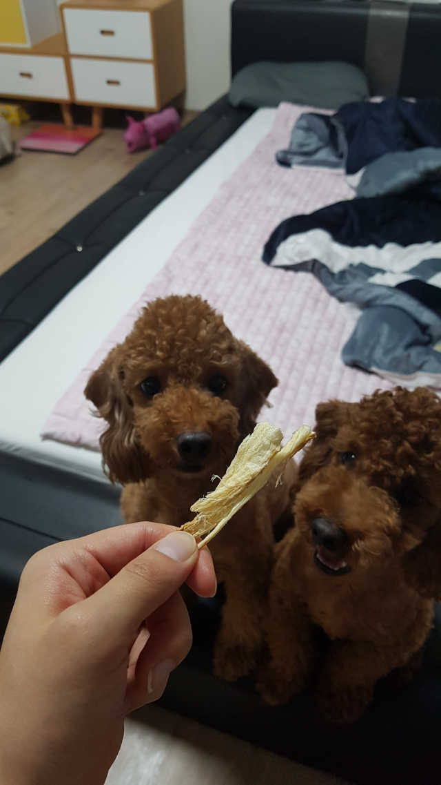 [퍼피파이2]프리미엄수제간식 5종 택1 리뷰 사진