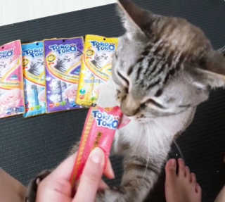 펫토리아 짜먹는 토로토로 고양이 파우치 간식 — 5점을 준 리뷰어가 2019년 6월 올린 사용 사진