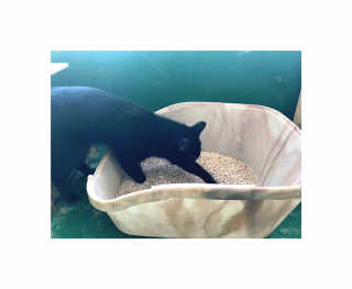 [펫토리아] BEST 고양이두부모래 6L 한삽뚝딱 — 4.5점을 준 리뷰어가 2019년 2월 올린 사용 사진
