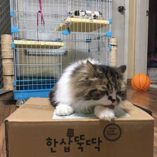 [펫토리아] BEST 고양이두부모래 6L 한삽뚝딱 — 5점을 준 리뷰어가 2019년 2월 올린 사용 사진