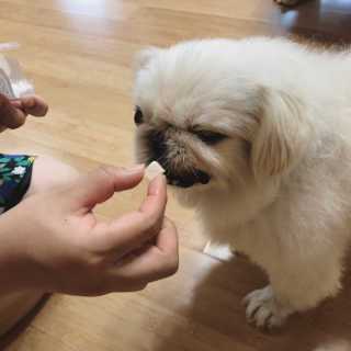 펫츠플레이트 동결건조간식 기호성 테스트 8종 — 5점을 준 리뷰어가 2018년 6월 올린 사용 사진