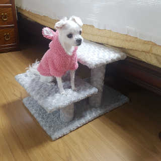 펫토리아 한탭뚝딱 강아지계단 사각형  P-YS001 — 5점을 준 리뷰어가 2019년 4월 올린 사용 사진