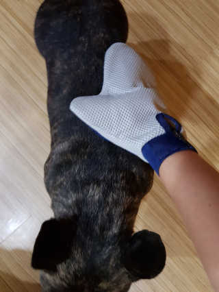 Four paws 리뉴얼 포포즈 매직코트 털 제거 브러쉬 — 5점을 준 리뷰어가 2018년 8월 올린 사용 사진