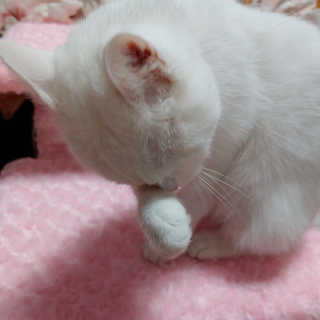 라온시연님이 올린 리뷰 사진 4