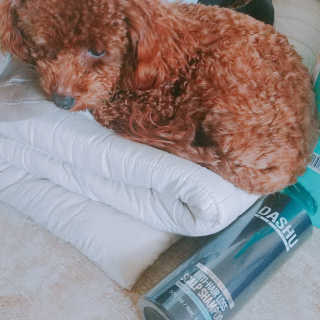 다슈코리아 다슈 데일리 단백질 한방 두피 골드 샴푸 500ml — 5점을 준 리뷰어가 2019년 1월 올린 사용 사진