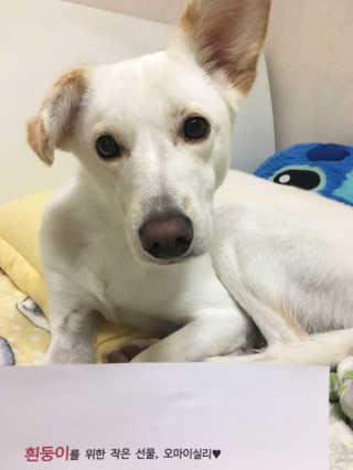 오!마이실리 오마이실리 반려동물 디퓨저 — 5점을 준 리뷰어가 2017년 11월 올린 사용 사진