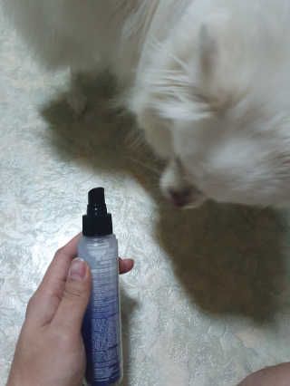 다슈코리아 다슈 볼륨 카페인 파워 에어부스터 120ml — 5점을 준 리뷰어가 2019년 12월 올린 사용 사진