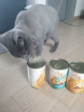 [펫토리아]배피 고양이,빌리강아지 대용량주식캔 — 5점을 준 리뷰어가 2019년 7월 올린 사용 사진