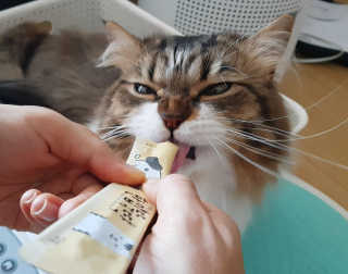 [펫토리아]짜먹는 한입뚝딱 강아지.고양이 마약간식 — 4점을 준 리뷰어가 2019년 8월 올린 사용 사진