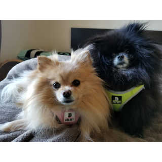 Peepingpomeranian님이 올린 리뷰 사진 1