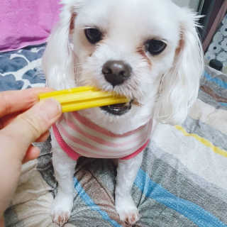 [펫토리아] 한입뚝딱 혼합 덴탈츄 Just 1-Chew — 5점을 준 리뷰어가 2020년 2월 올린 사용 사진