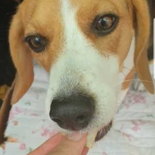 beaglelove님이 올린 리뷰 사진 4