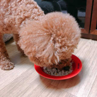 제주도에서 온 깨끗한 친환경 반려동물 음식 어글어글 — 5점을 준 리뷰어가 2019년 2월 올린 사용 사진