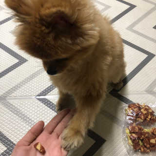 [펫토리아] 뚝딱뚝딱 400g 강아지 간식 베스트5종 — 4점을 준 리뷰어가 2019년 1월 올린 사용 사진