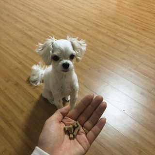 [펫토리아] 맛도 영양도 BEST 한끼뚝딱 강아지 사료 — 5점을 준 리뷰어가 2018년 12월 올린 사용 사진