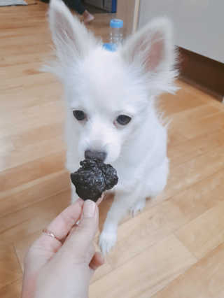 [펫토리아] 한입뚝딱 강아지 수제간식 BEST 5종 — 5점을 준 리뷰어가 2019년 2월 올린 사용 사진