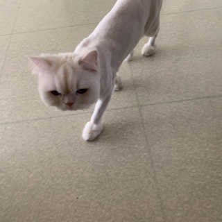 [펫토리아] BEST 한큐뚝딱 고양이 후드형 화장실 — 3점을 준 리뷰어가 2019년 1월 올린 사용 사진