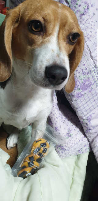 beaglelove님이 올린 리뷰 사진 2