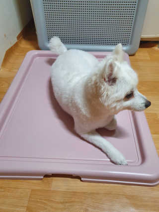 [펫토리아] 한판뚝딱 강아지 배변판 실속형,초대형 — 4점을 준 리뷰어가 2019년 6월 올린 사용 사진