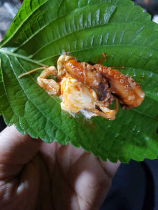 맵꾸미 쭈꾸미볶음 450g — 4점을 준 리뷰어가 2019년 10월 올린 사용 사진