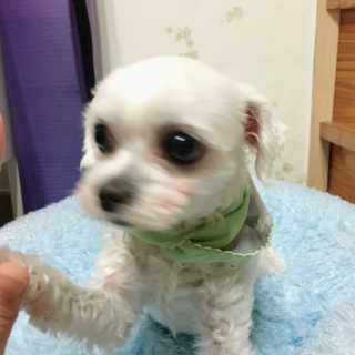 삐약이사장님이 올린 리뷰 사진 1