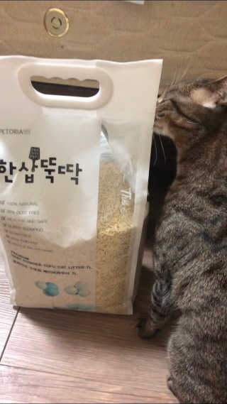 [펫토리아]한삽뚝딱 프리미엄 고양이 두부모래 — 5점을 준 리뷰어가 2019년 8월 올린 사용 사진