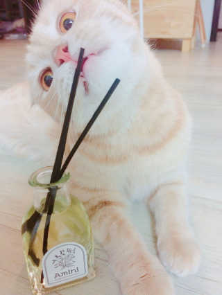붉은여우달꼬리님이 올린 리뷰 사진 2