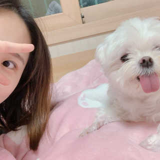 페츠모아 냄새잡는 요술배변패드 — 4점을 준 리뷰어가 2020년 3월 올린 사용 사진