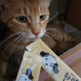 [펫토리아]짜먹는 한입뚝딱 강아지.고양이 마약간식 — 5점을 준 리뷰어가 2019년 8월 올린 사용 사진